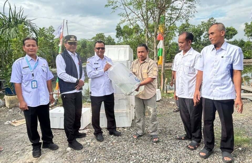 Penyerahan bantuan benih kakap putih Brebes kepada Pokdakan di Randusanga