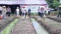 Wakil Bupati dan Wakapolres Brebes menanam jagung serentak di Desa Wangandalem Kecamatan Brebes