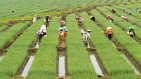 Dinas Pertanian Brebes menyiapkan bantuan pompa air dan infrastruktur irigasi untuk menghadapi El Nino Brebes 2026