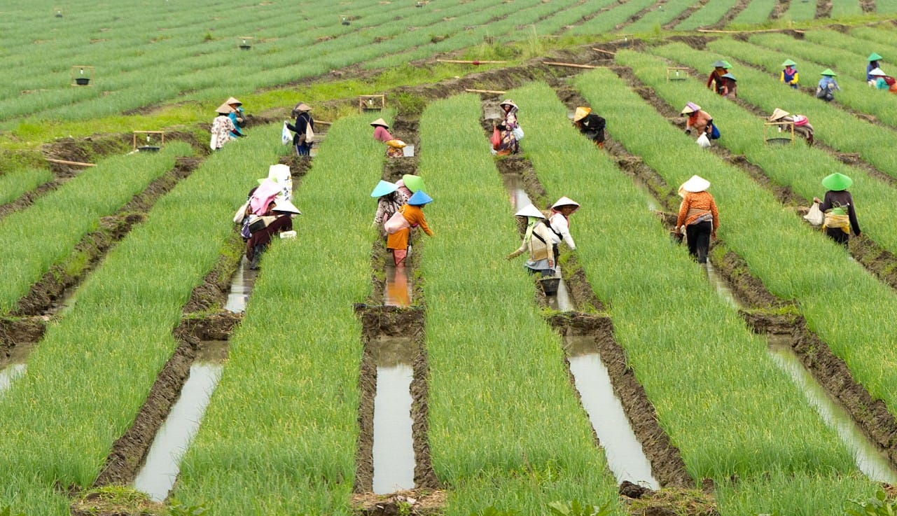 Dinas Pertanian Brebes menyiapkan bantuan pompa air dan infrastruktur irigasi untuk menghadapi El Nino Brebes 2026