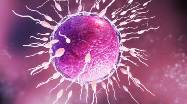 menelan sperma bisa hamil fakta medis risiko kesehatan reproduksi